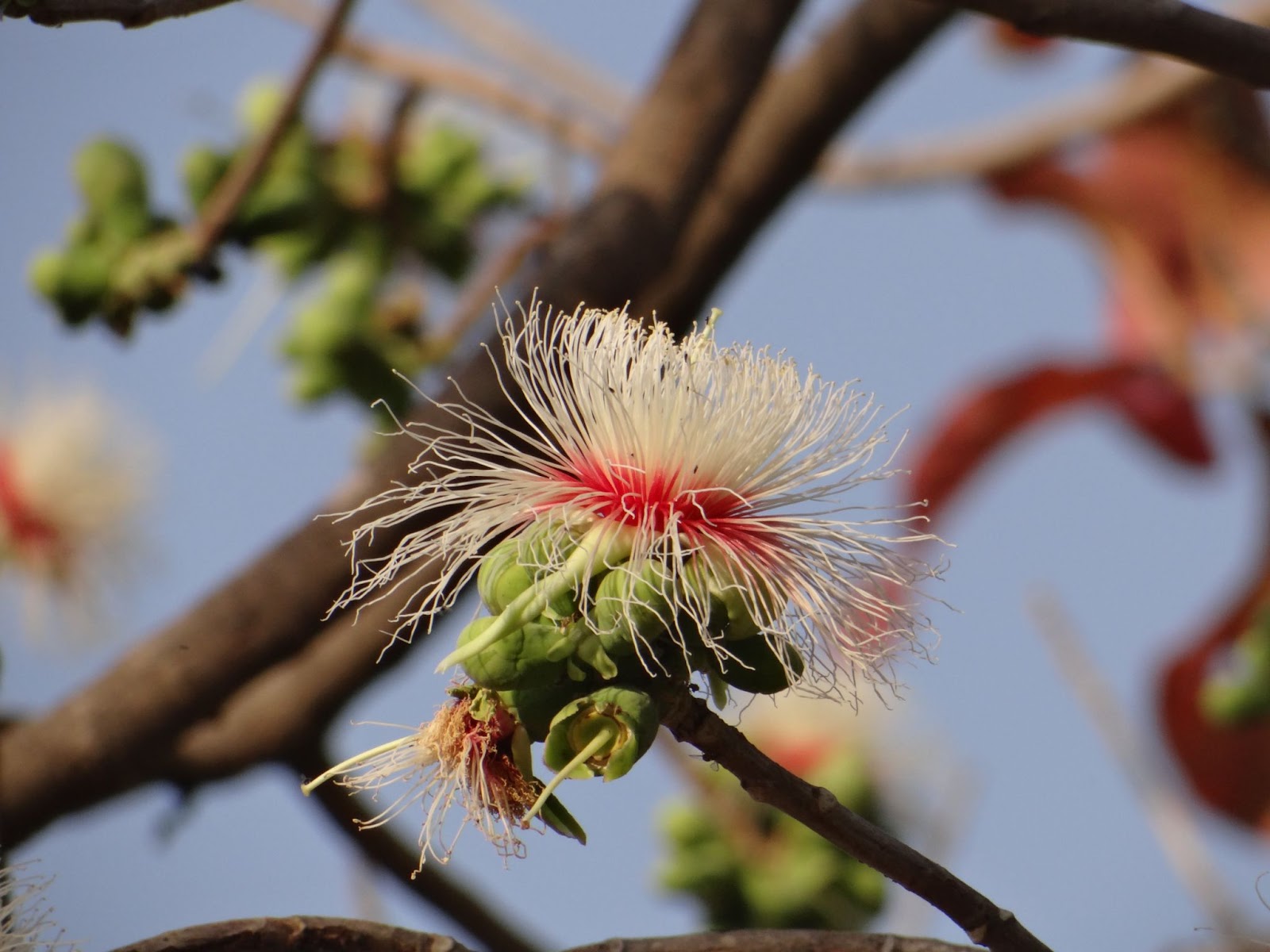 lokhandi flowers