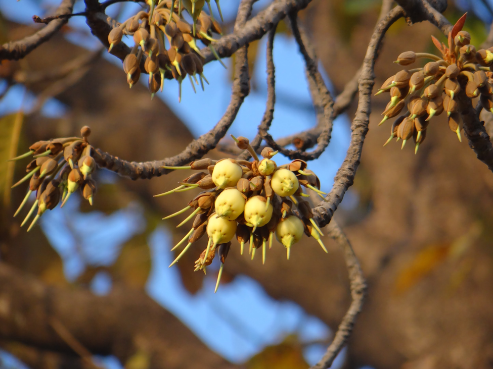 the Mahua flower