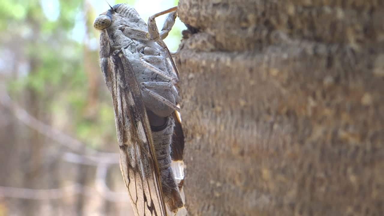 Cicada showing the Timbal1