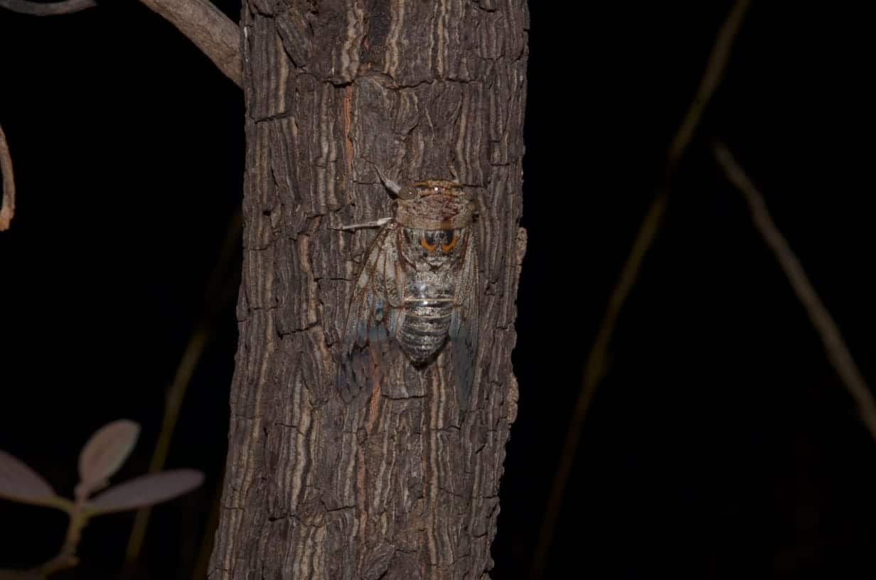 Platypleura octoguttata1