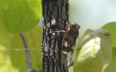 Cicadas of Satpura
