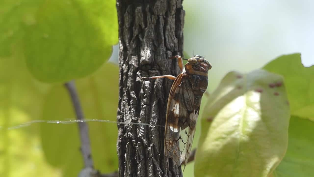 Life Cycle of Cicada