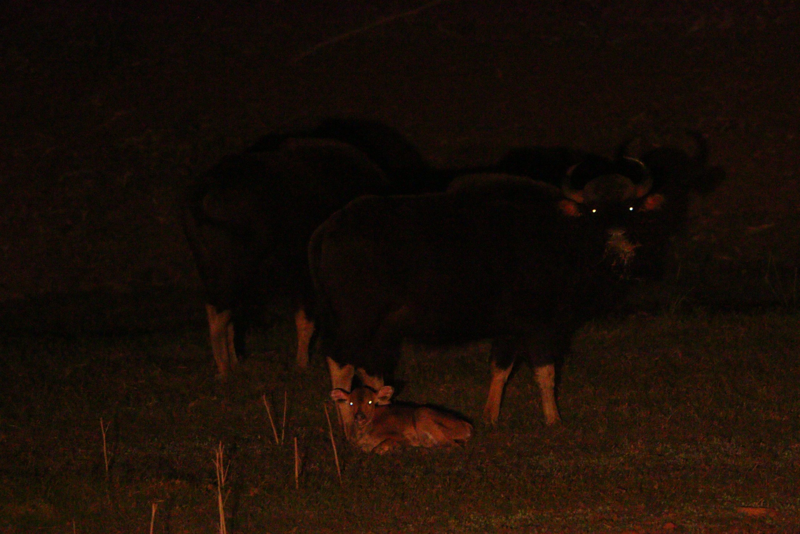 night vision in jungle