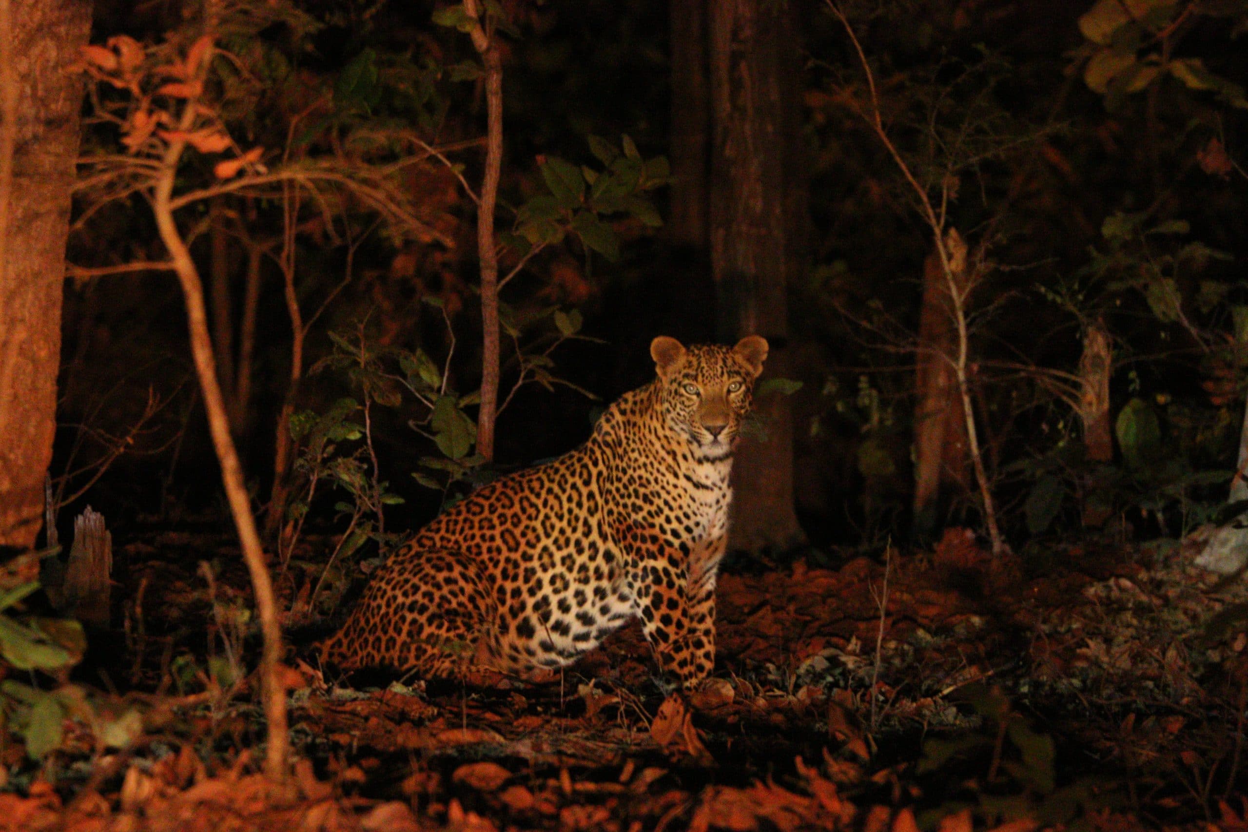 Night Vision In Animals