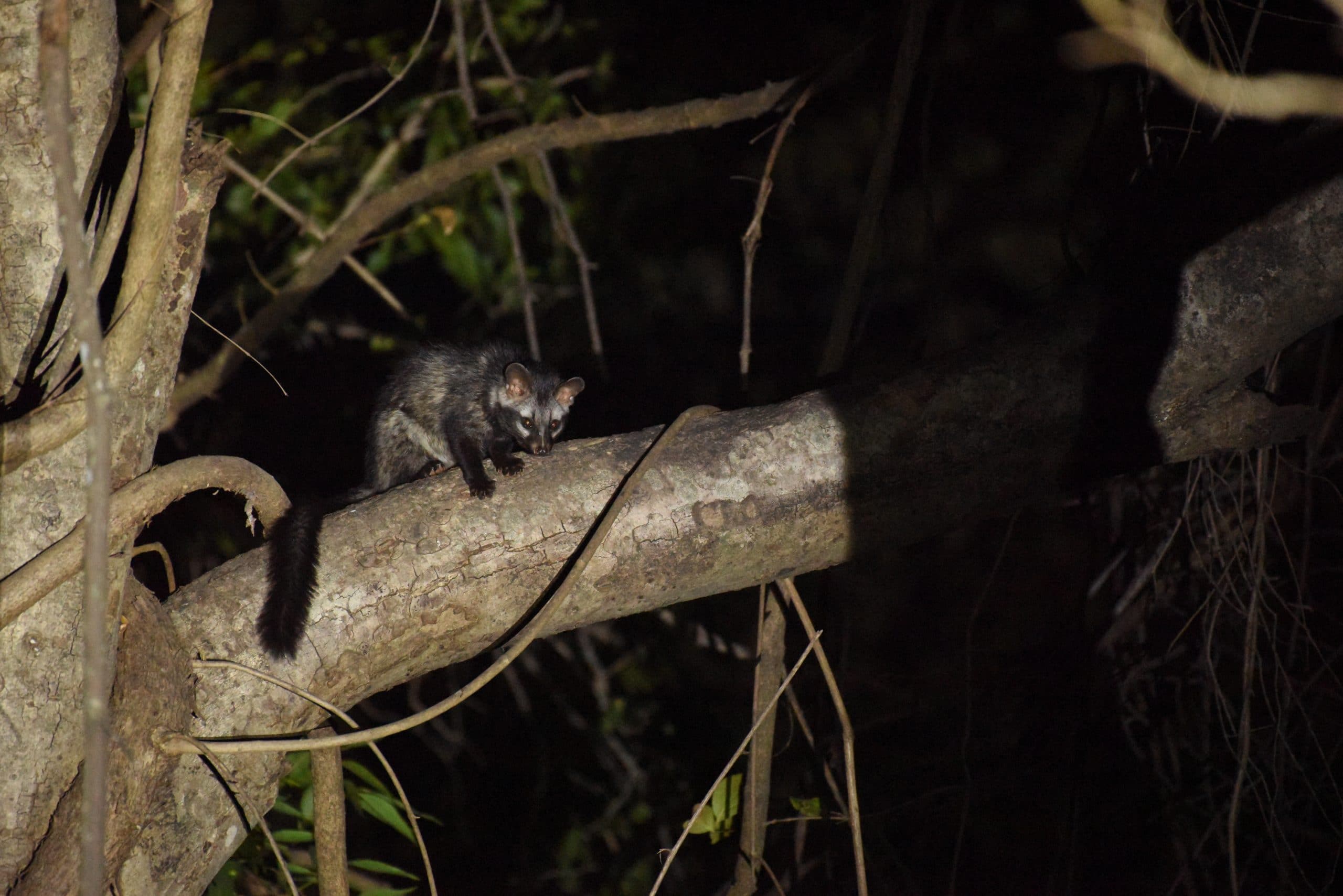 night vision in Jungle