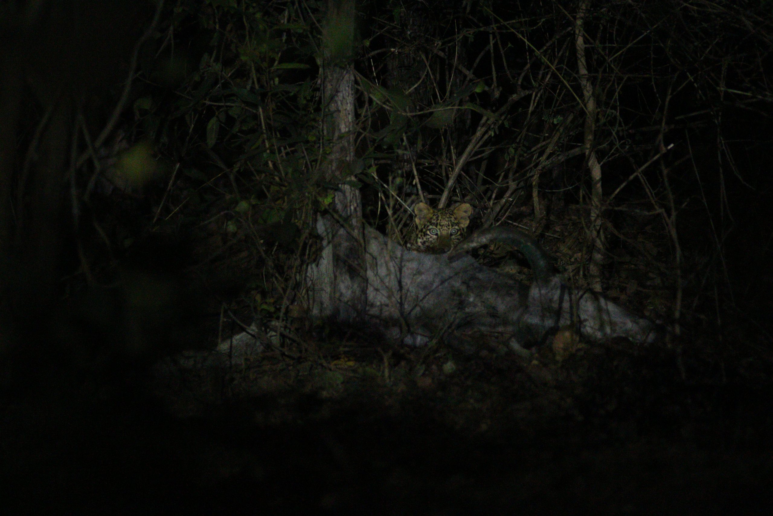 night vision in jungles