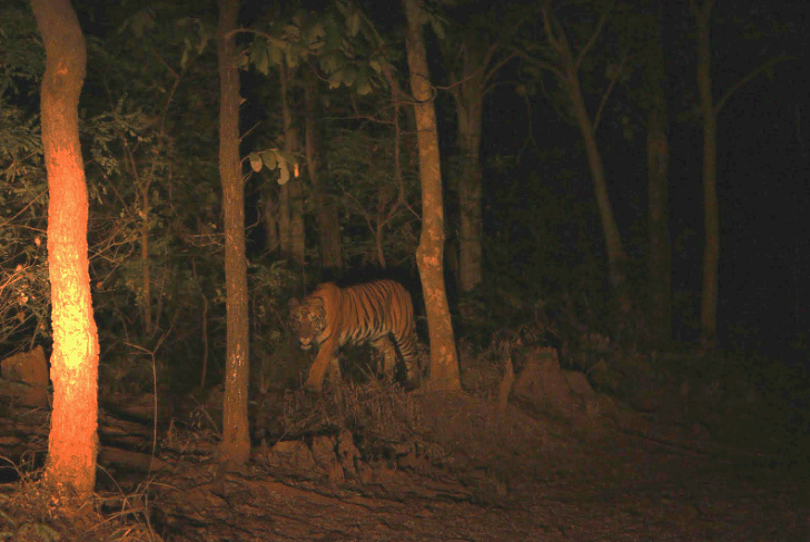 night safari at Satpura Tiger reserve