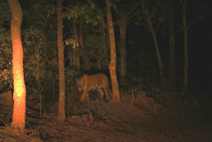 Night Vision in Animals 