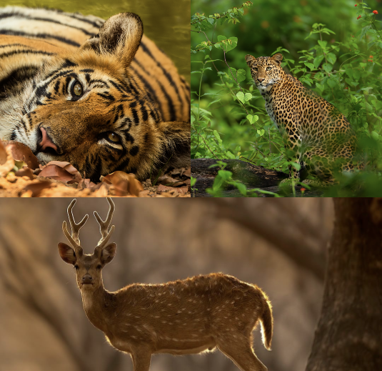 5 Must-See Safari Animals In Satpura National Park
