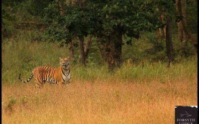 Exploring The Indian Wildlife: A Guide To Jungle Safari In India