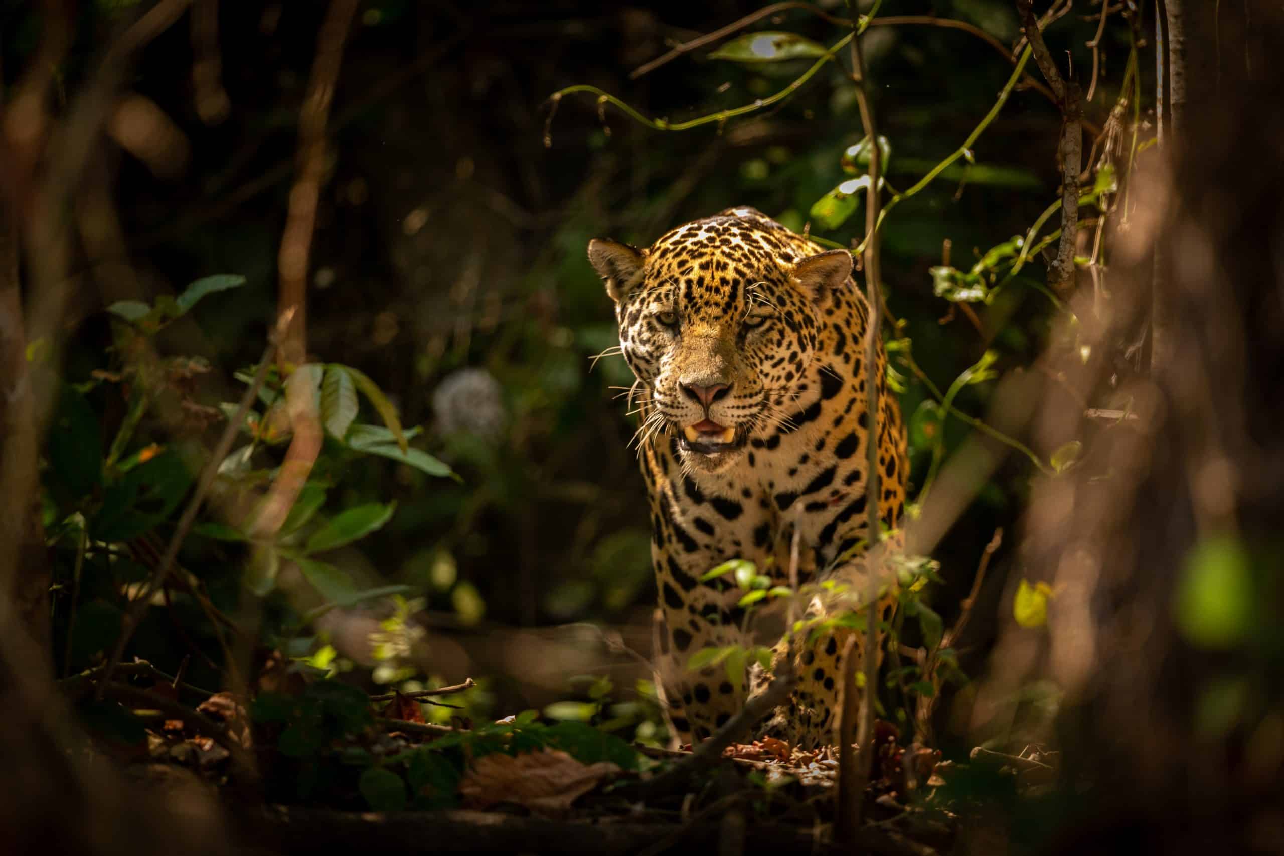 photography on jungle safari