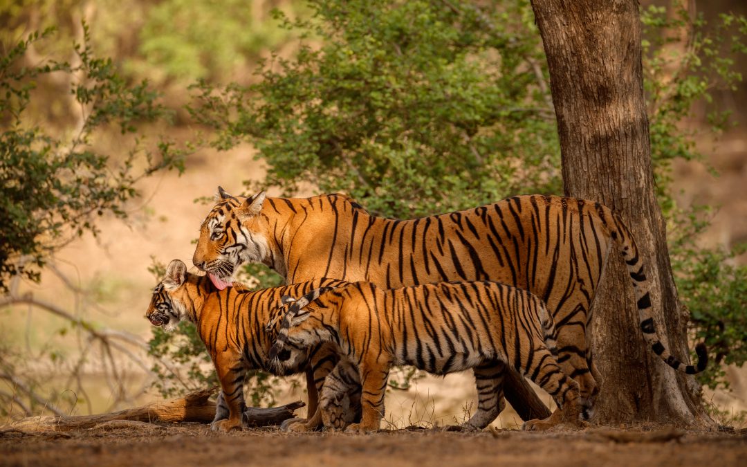 Eco Tourism Initiatives In Indian National Parks: Promoting Sustainable Practices
