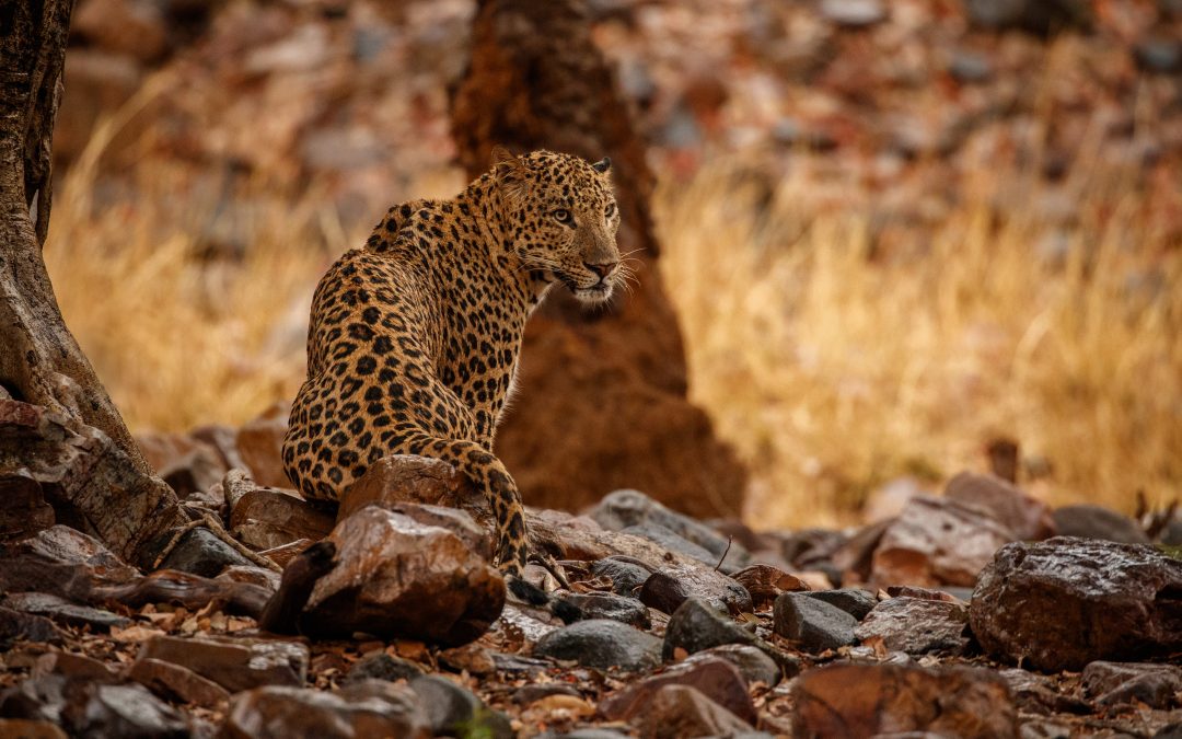 Wildlife Tourism In Central India: Exploring The Heart Of The Jungle